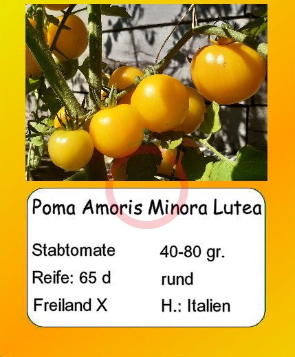 Poma Amoris Minora Lutea DER TOMATENFLÜSTERER