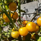 Poma Amoris Minora Lutea DER TOMATENFLÜSTERER