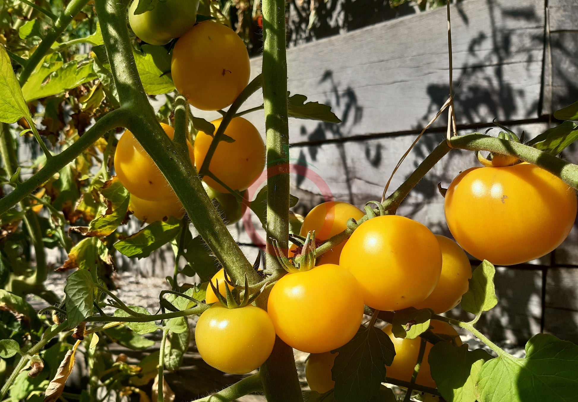Poma Amoris Minora Lutea DER TOMATENFLÜSTERER