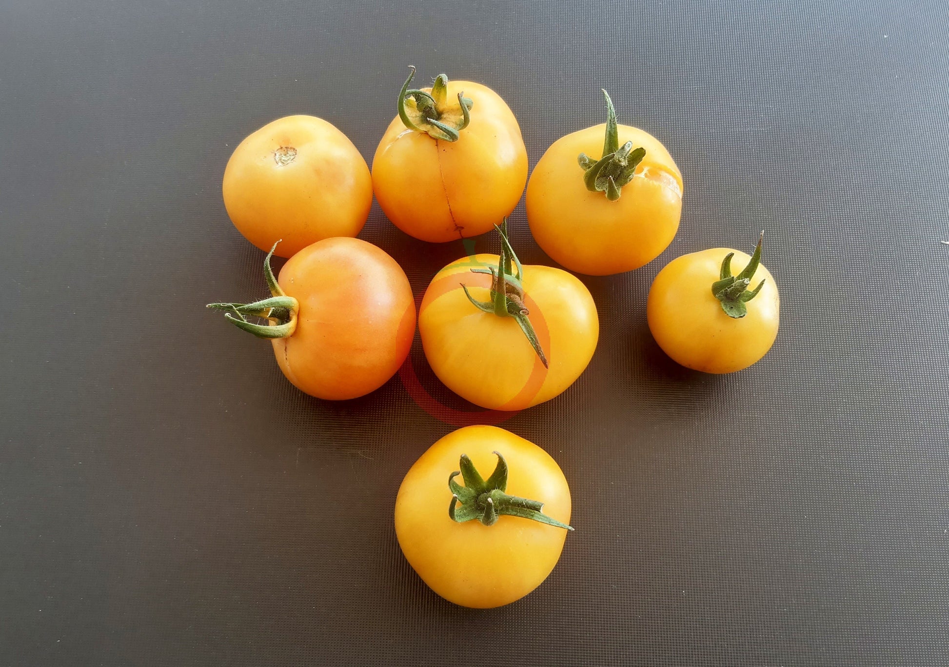 Poma Amoris Minora Lutea DER TOMATENFLÜSTERER