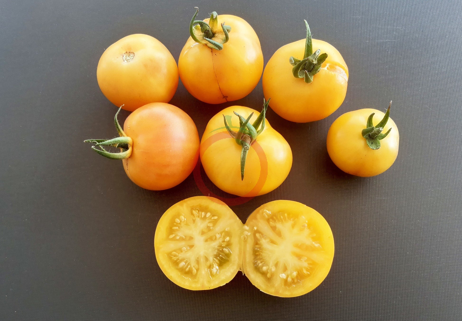 Poma Amoris Minora Lutea DER TOMATENFLÜSTERER