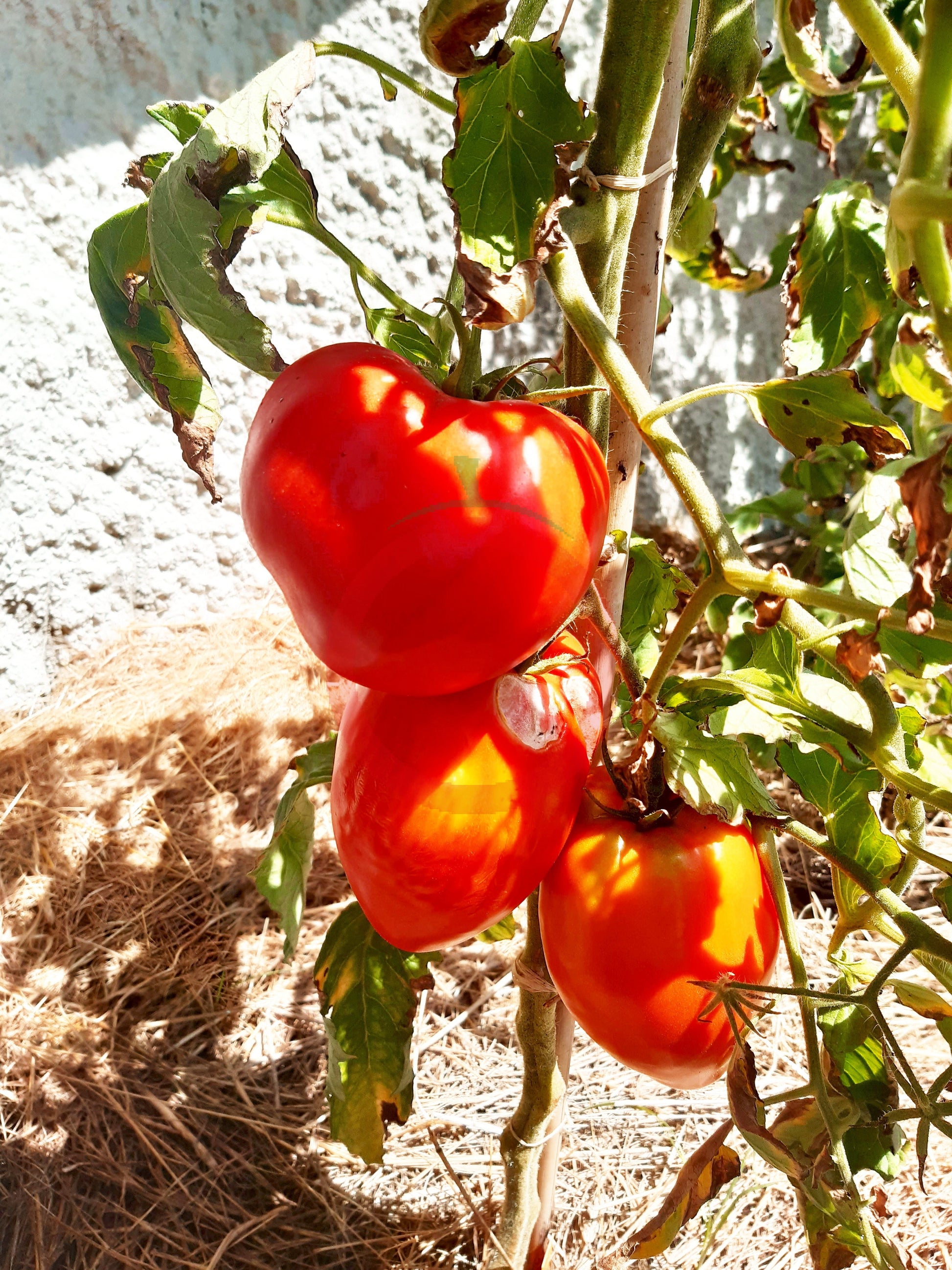 Pomodore Cuore Antico di Acqui Therme DER TOMATENFLÜSTERER