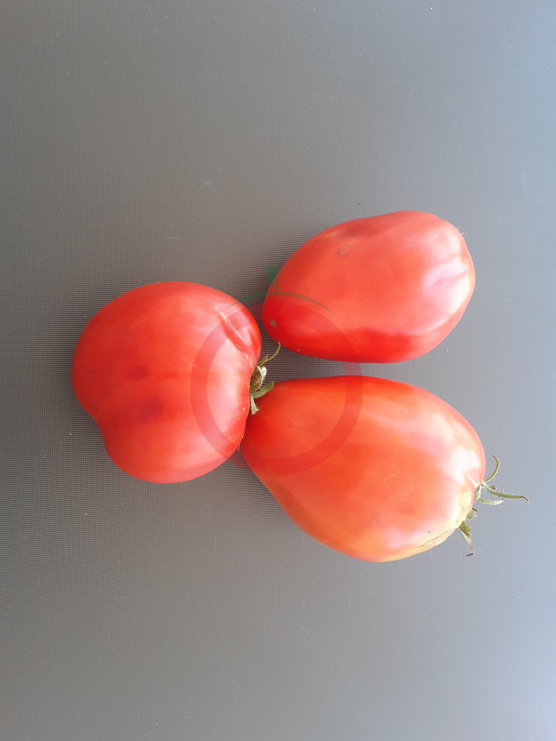 Pomodore Cuore Antico di Acqui Therme DER TOMATENFLÜSTERER