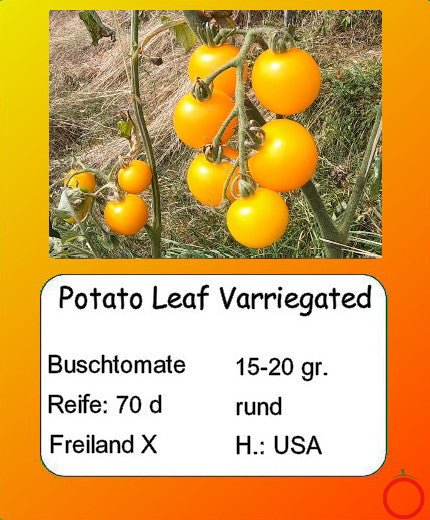 Potato Leaf Varriegated DER TOMATENFLÜSTERER