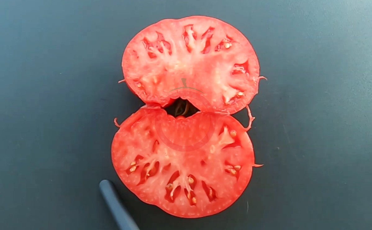 President Garfield DER TOMATENFLÜSTERER