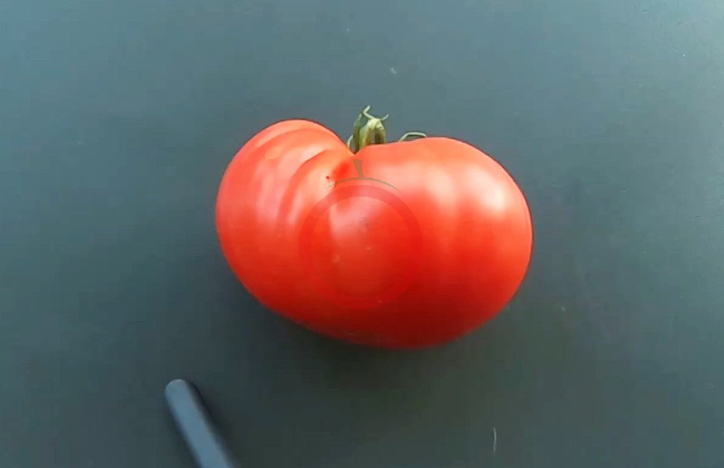 President Garfield DER TOMATENFLÜSTERER