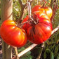 President Garfield DER TOMATENFLÜSTERER