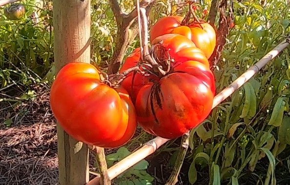 President Garfield DER TOMATENFLÜSTERER