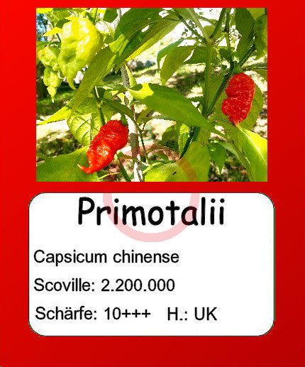 Primotalii DER TOMATENFLÜSTERER