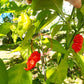 Primotalii DER TOMATENFLÜSTERER