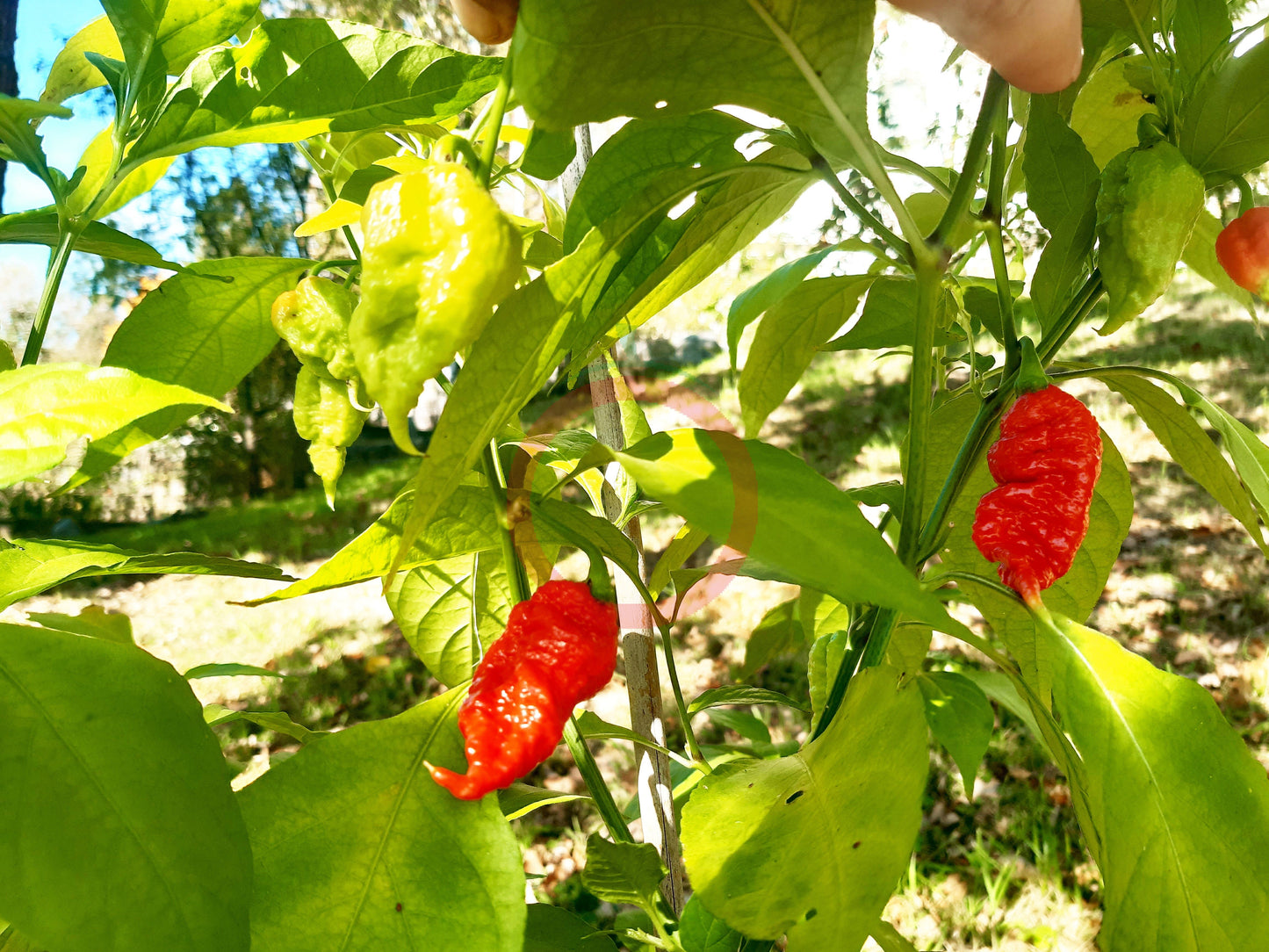 Primotalii DER TOMATENFLÜSTERER