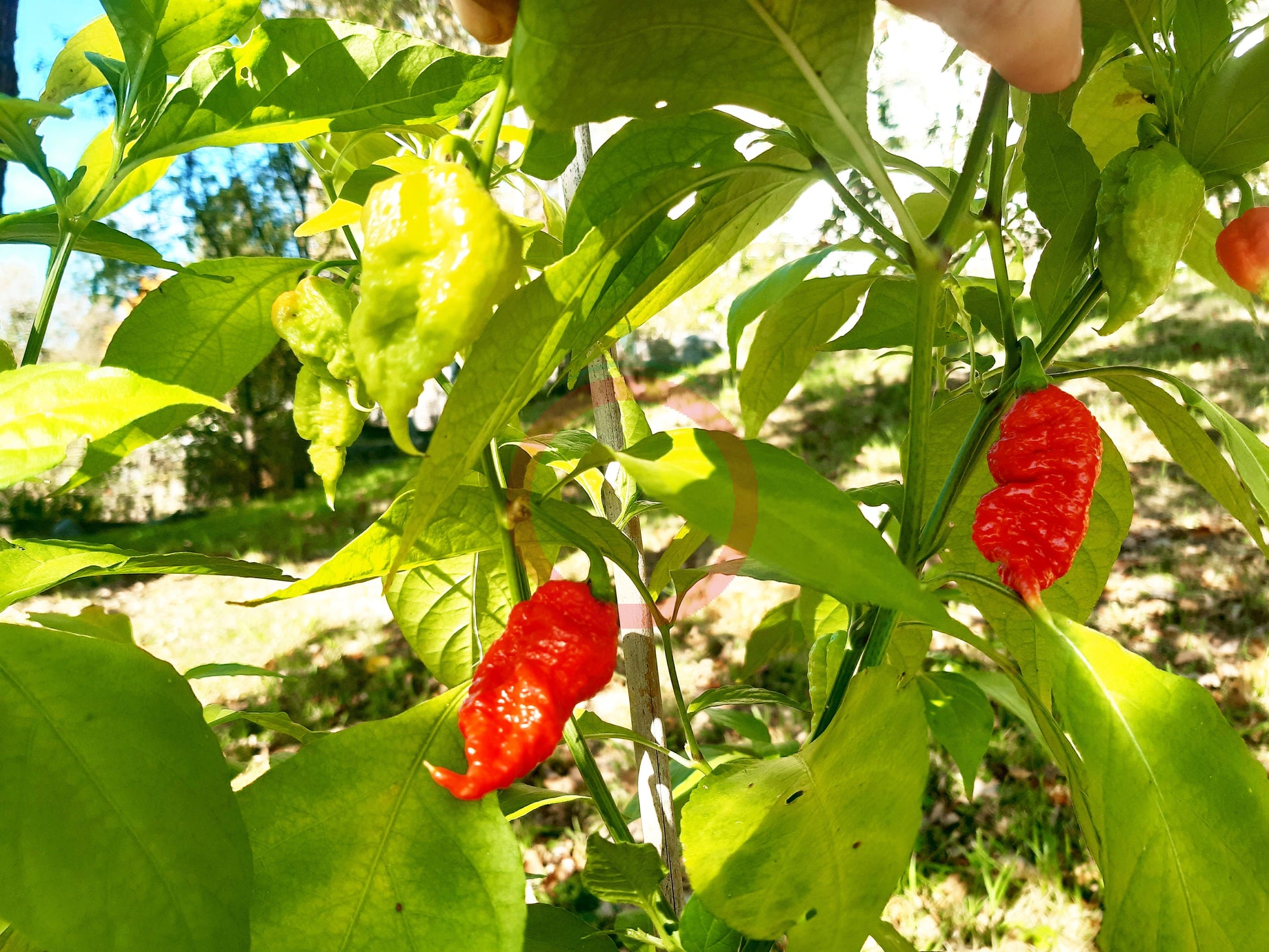 Primotalii DER TOMATENFLÜSTERER