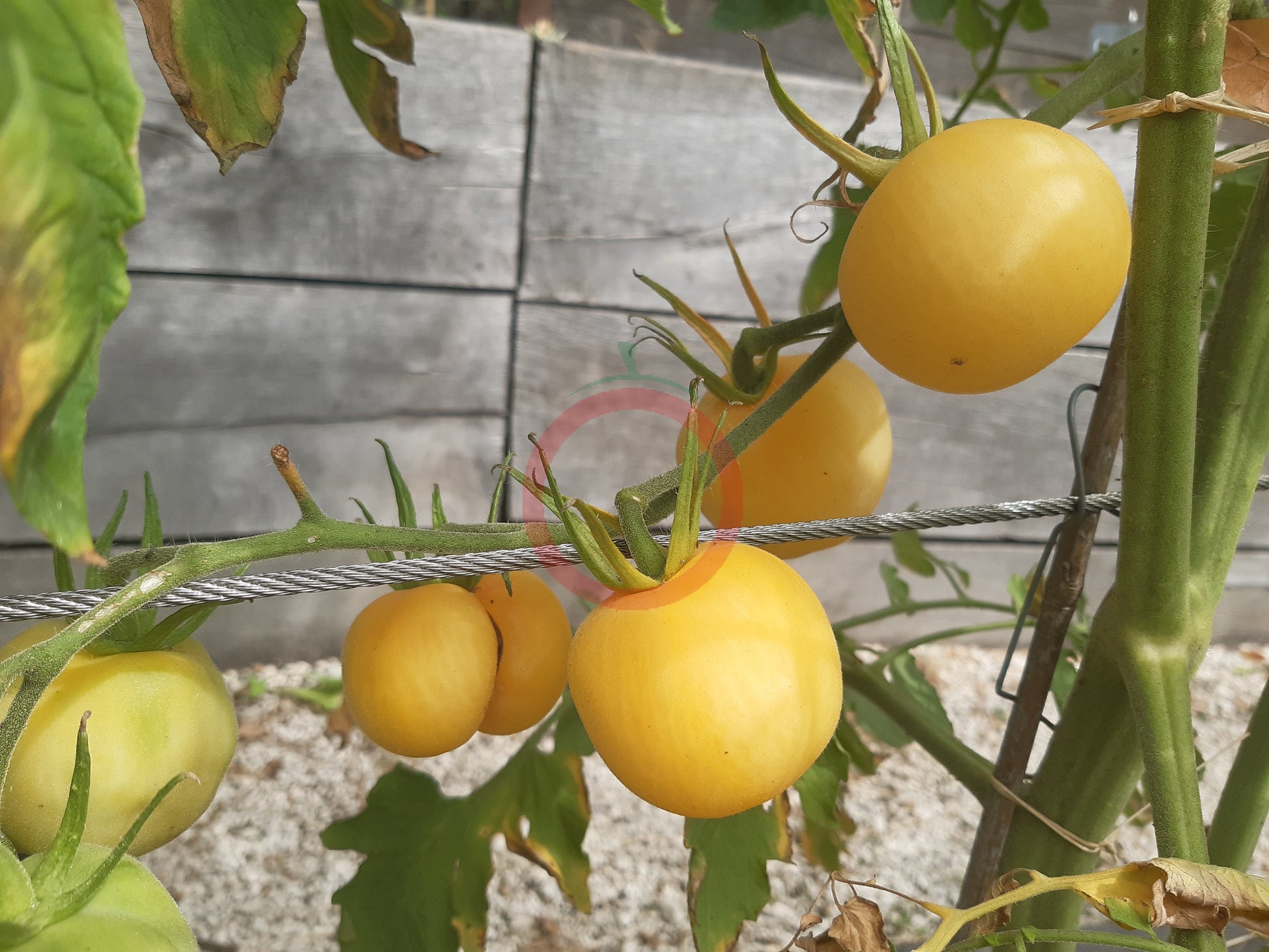 Primrose Gage DER TOMATENFLÜSTERER