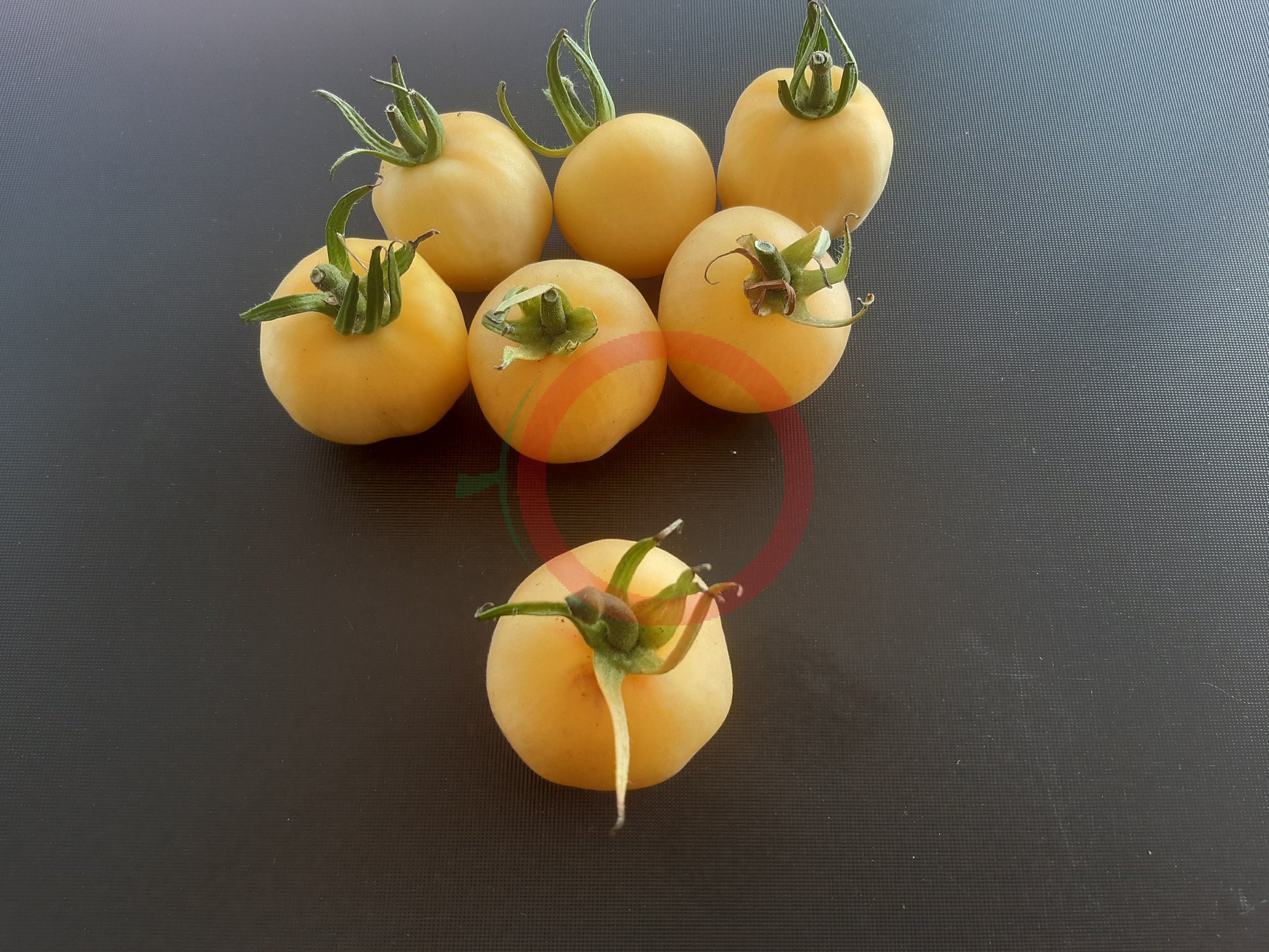Primrose Gage DER TOMATENFLÜSTERER