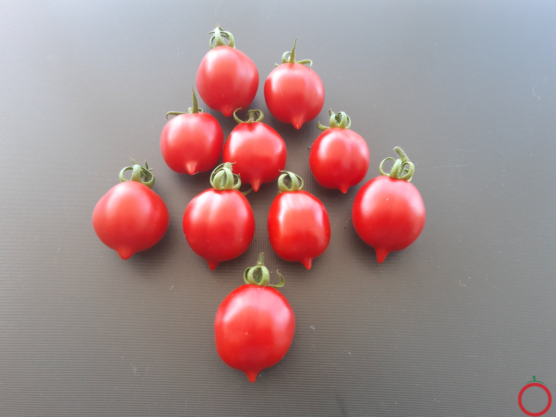 Professor Klapprotts Spitze DER TOMATENFLÜSTERER