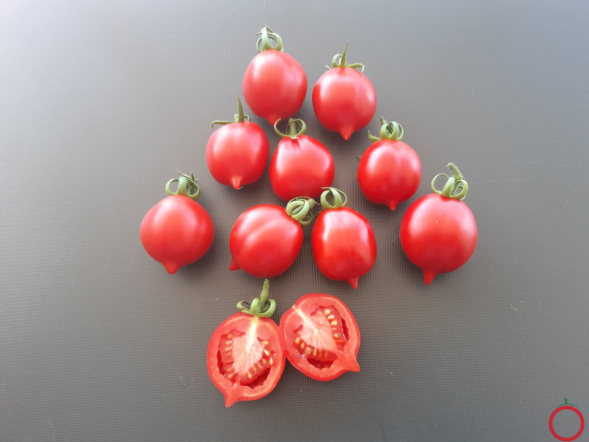 Professor Klapprotts Spitze DER TOMATENFLÜSTERER
