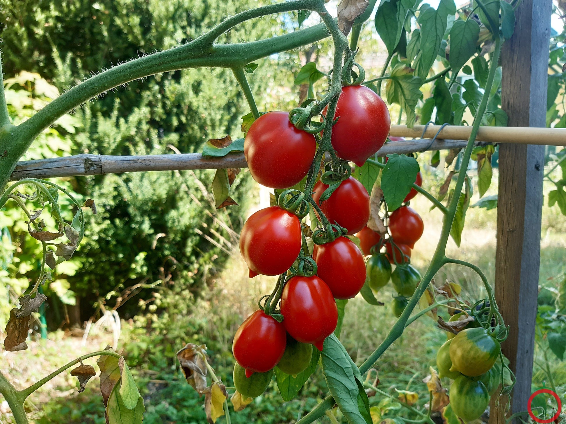 Professor Klapprotts Spitze DER TOMATENFLÜSTERER