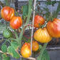 Prozorlivyy Koldun DER TOMATENFLÜSTERER