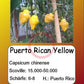 Puerto Rican Yellow DER TOMATENFLÜSTERER