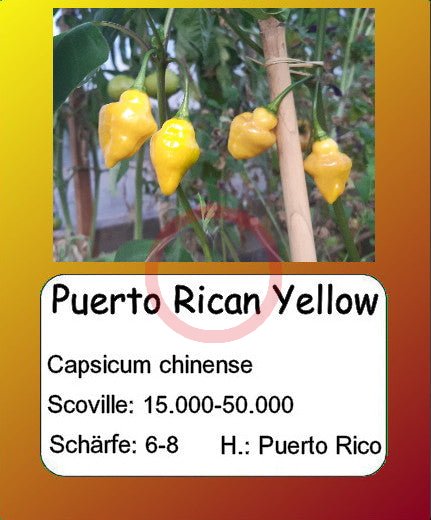 Puerto Rican Yellow DER TOMATENFLÜSTERER