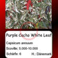 Purple Cacho White Leaf DER TOMATENFLÜSTERER