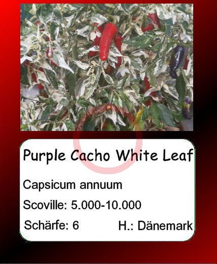 Purple Cacho White Leaf DER TOMATENFLÜSTERER