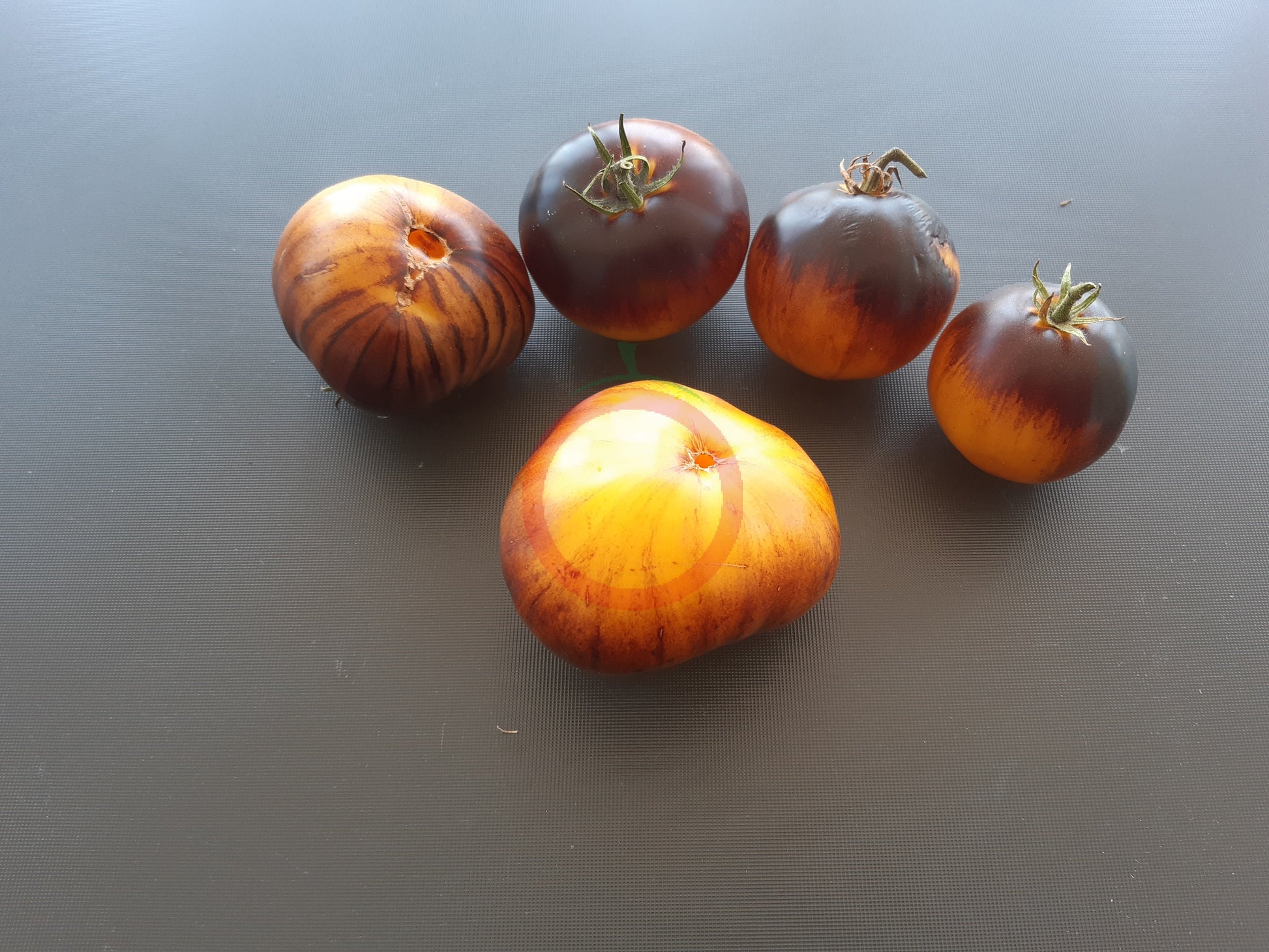 Purple Sunrise DER TOMATENFLÜSTERER