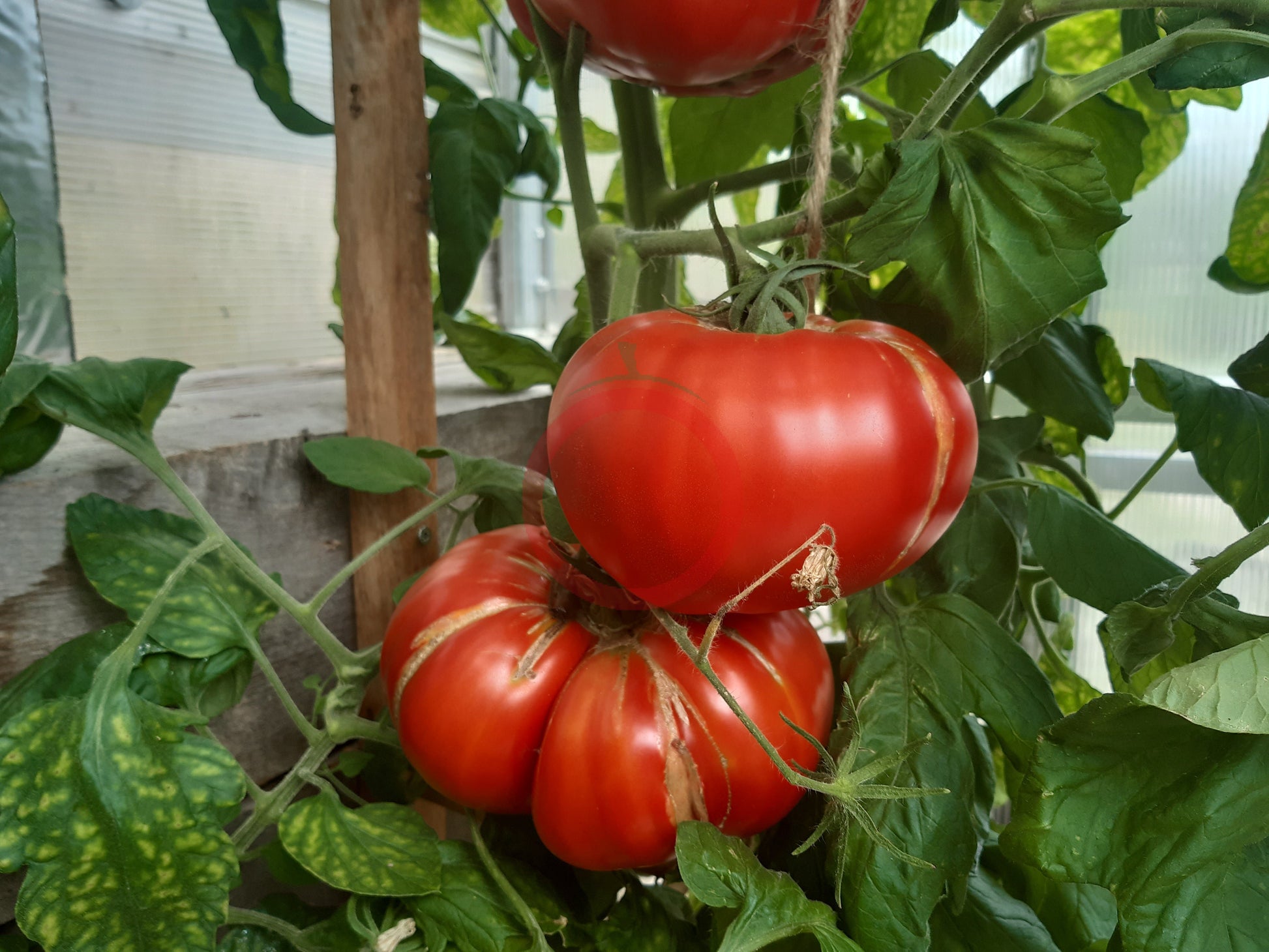 Puszta Kolosz DER TOMATENFLÜSTERER