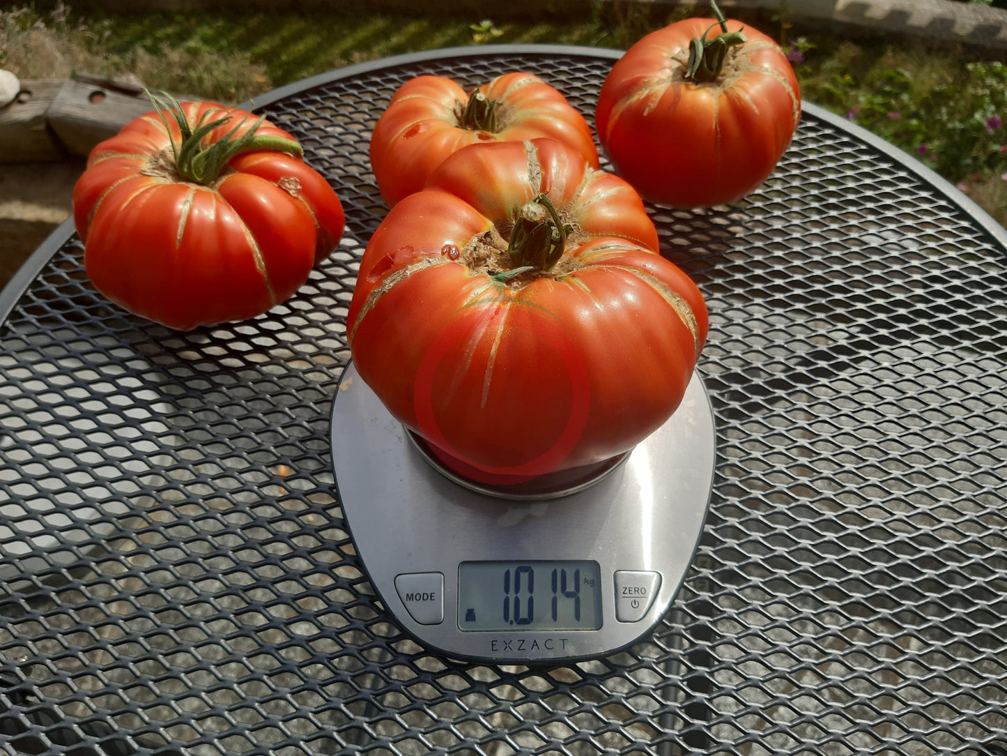 Puszta Kolosz DER TOMATENFLÜSTERER