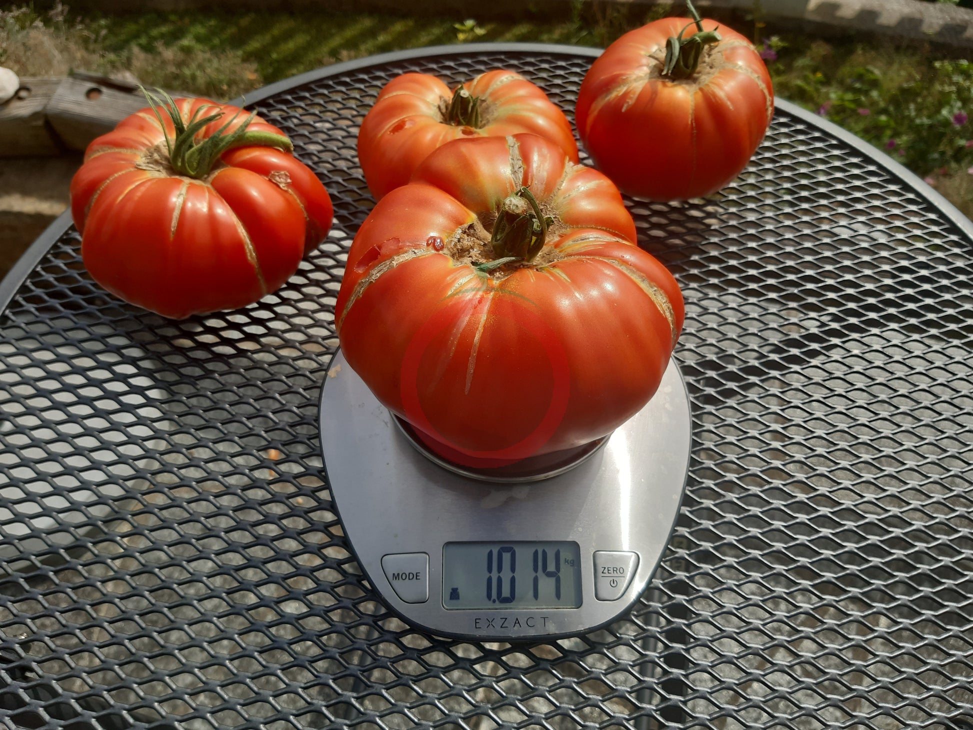 Puszta Kolosz DER TOMATENFLÜSTERER