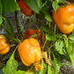 Pusztagold DER TOMATENFLÜSTERER