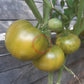 Quapaw Green DER TOMATENFLÜSTERER
