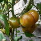 Quapaw Green DER TOMATENFLÜSTERER