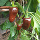 Randy Sine's Sweet Chocoloco DER TOMATENFLÜSTERER