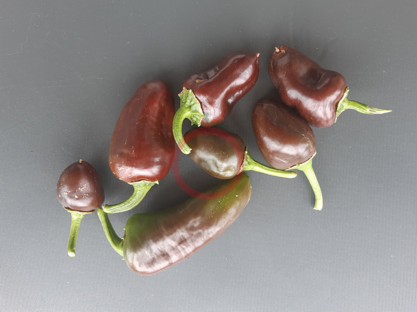 Randy Sine's Sweet Chocoloco DER TOMATENFLÜSTERER