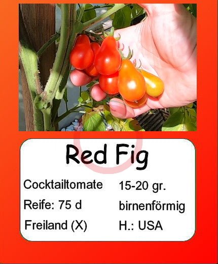 Red Fig DER TOMATENFLÜSTERER