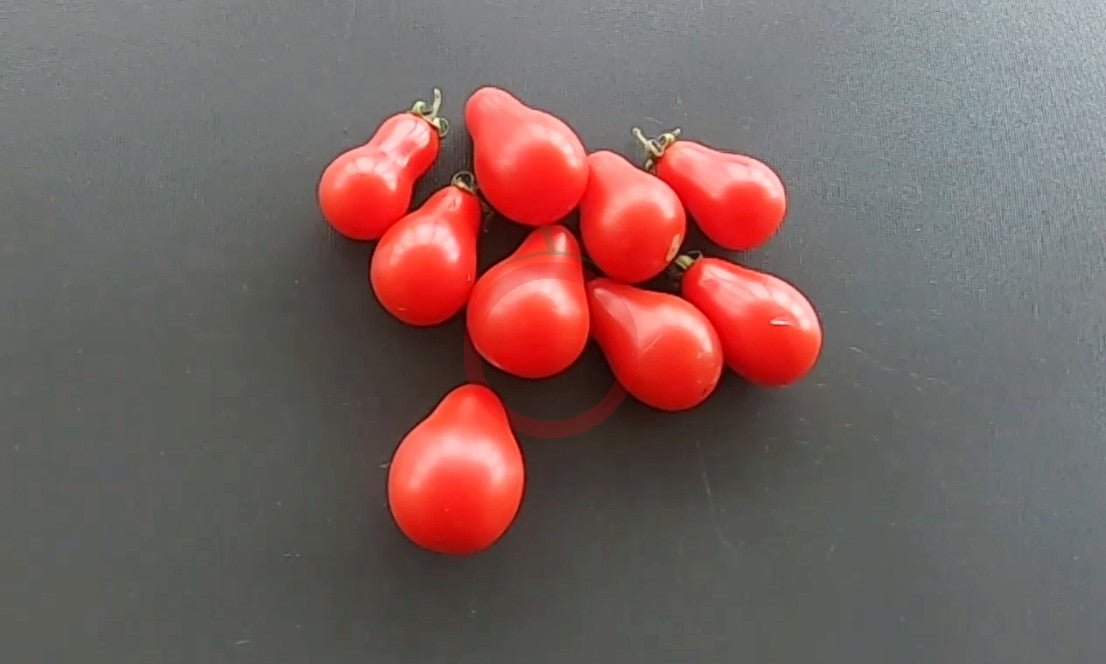 Red Fig DER TOMATENFLÜSTERER