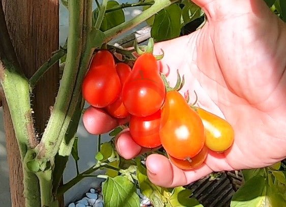 Red Fig DER TOMATENFLÜSTERER