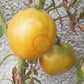 Reinhard´s Green Heart DER TOMATENFLÜSTERER