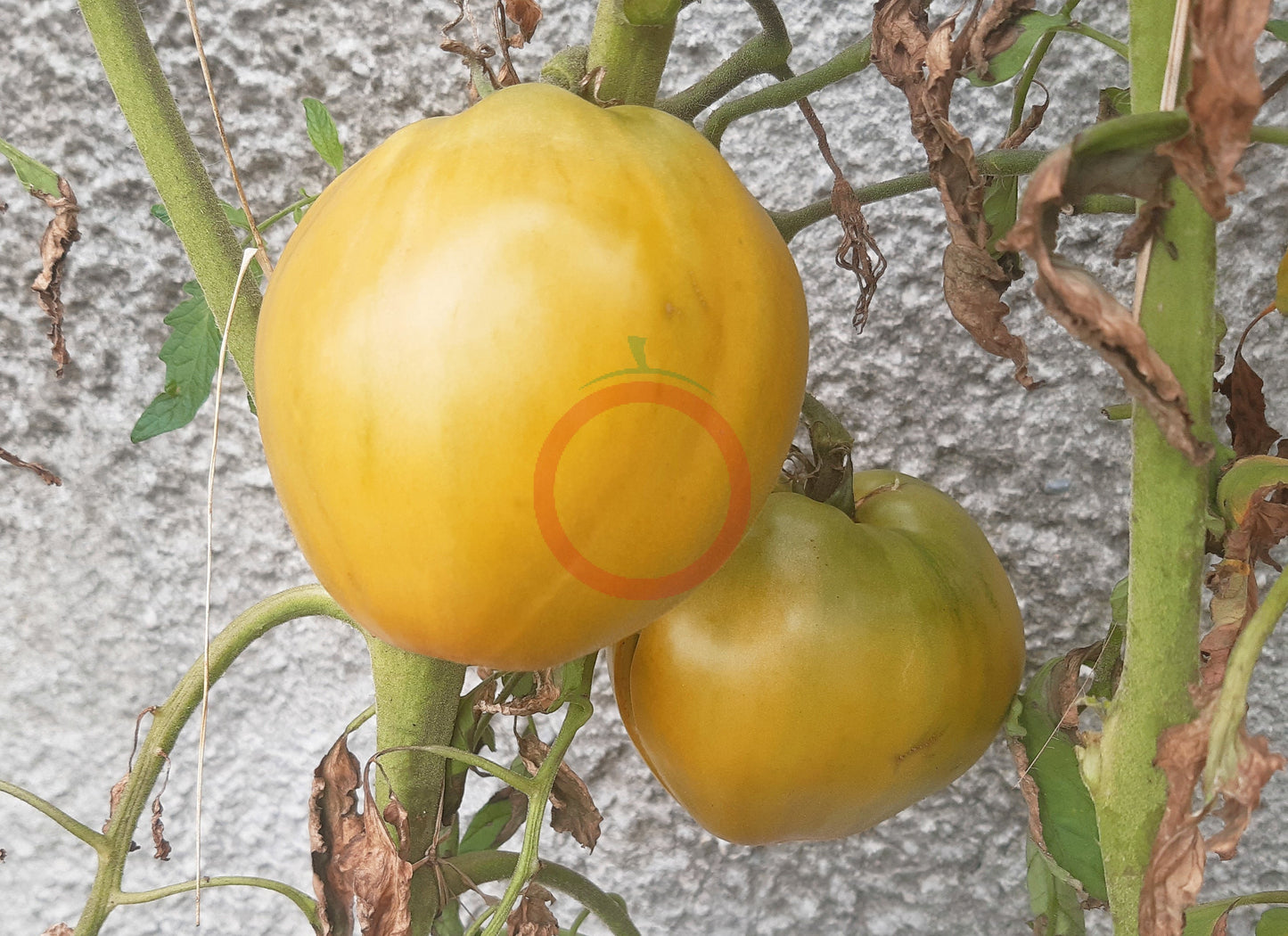 Reinhard´s Green Heart DER TOMATENFLÜSTERER
