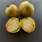 Reinhard´s Green Heart DER TOMATENFLÜSTERER