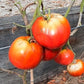 Reinhard´s Pink Heart DER TOMATENFLÜSTERER