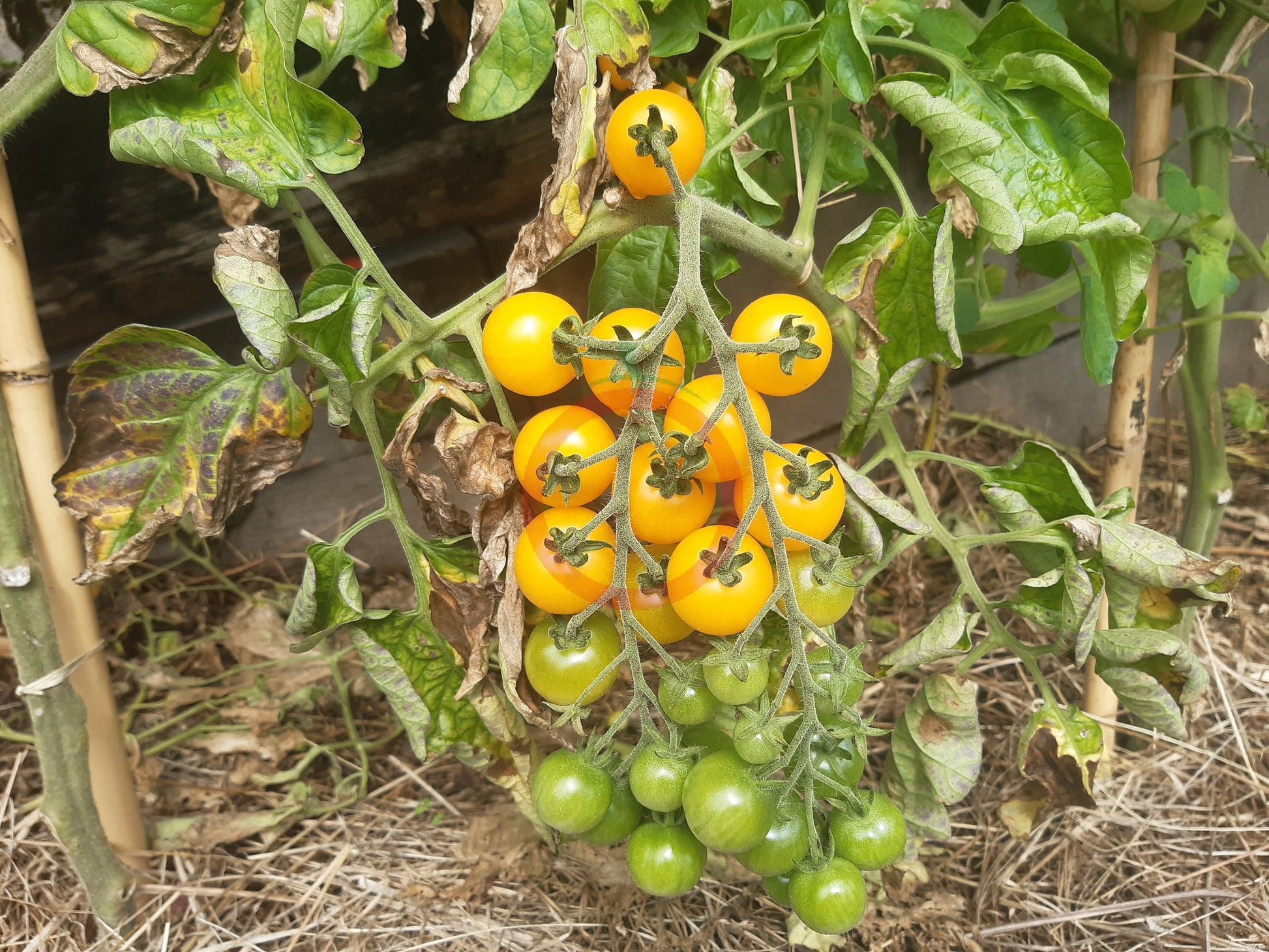 Reinhards Goldkirsche DER TOMATENFLÜSTERER