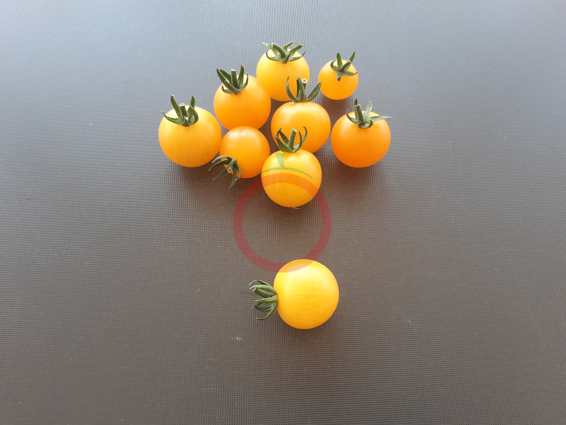 Reinhards Goldkirsche DER TOMATENFLÜSTERER
