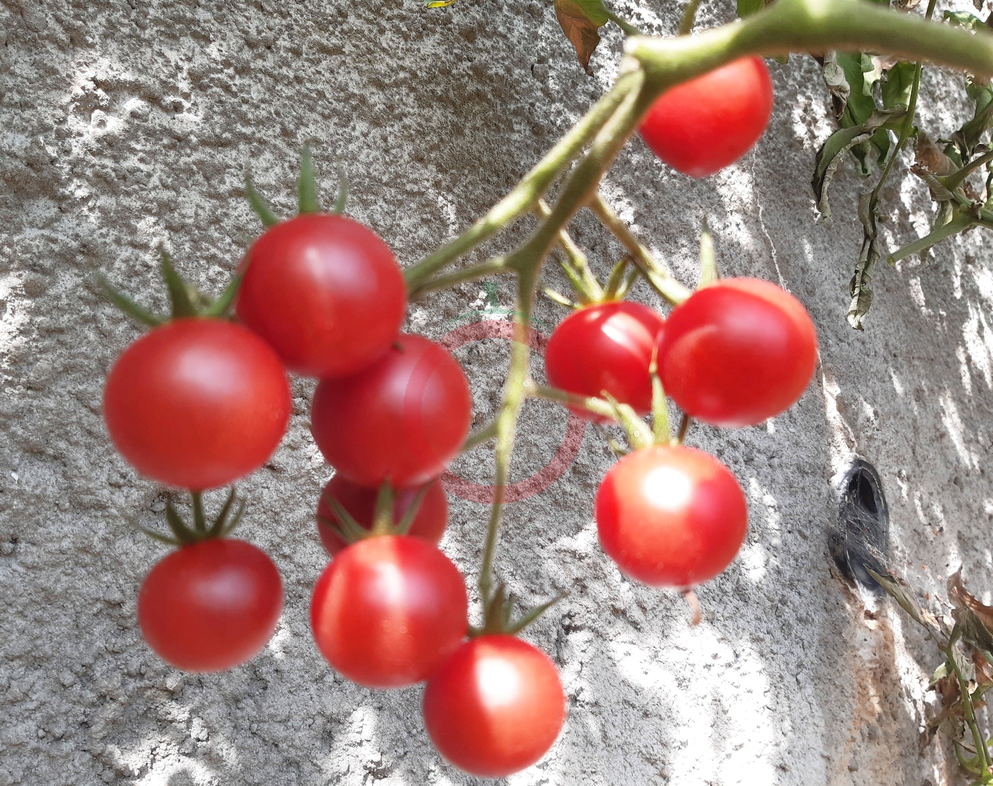 Reinhards Pink Cherry DER TOMATENFLÜSTERER