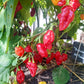 Rocotillo DER TOMATENFLÜSTERER