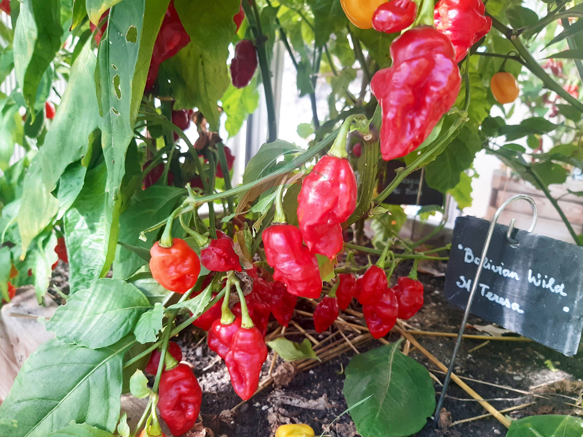 Rocotillo DER TOMATENFLÜSTERER