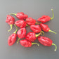 Rocotillo DER TOMATENFLÜSTERER