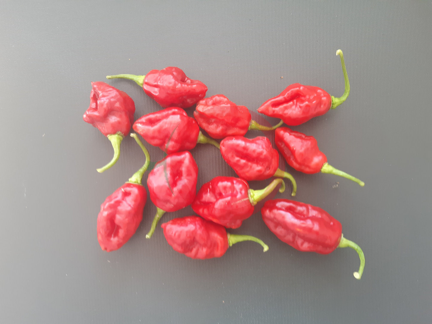 Rocotillo DER TOMATENFLÜSTERER