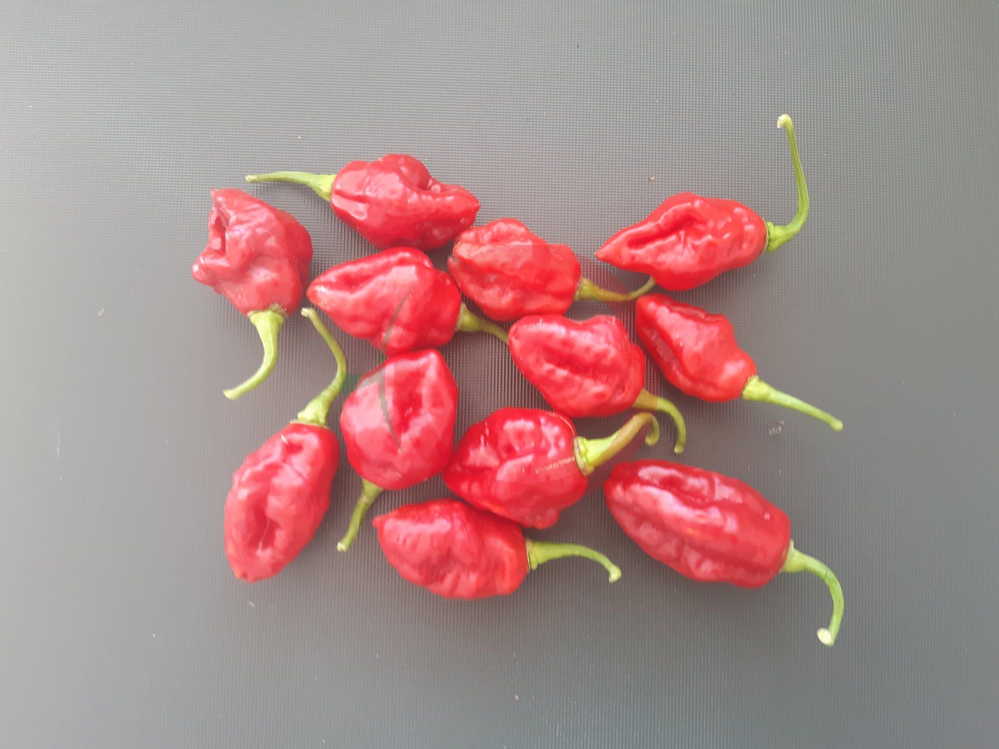 Rocotillo DER TOMATENFLÜSTERER